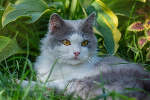 Kat wil naar buiten in de tuin kiezen om kat buiten in de tuin te laten
