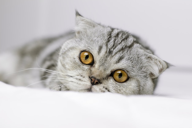 Kat zijn gehurkt op witte bed in de kamer.