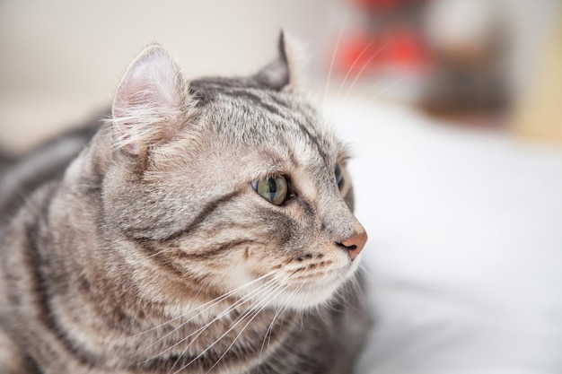Kat Zilver tabby kleur Welke oren, schattig gemberkatje rollen in het pluizige huisdier Poses comfortabel is gelukkig. Kattenras is ontstaan uit de American Curl-kat en de American Short Hair-kattenfokker.