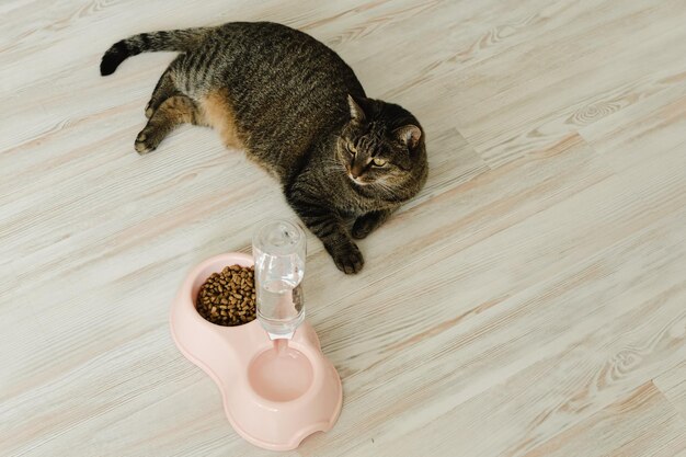 Kat zit bij een kom met droog voedsel en water Huishoudelijk kattenvoedselconcept