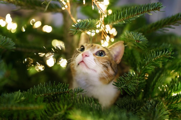 Kat zit in de kerstboom, omringd door een led-slinger die vastzit of op de nieuwjaarsboom klimt