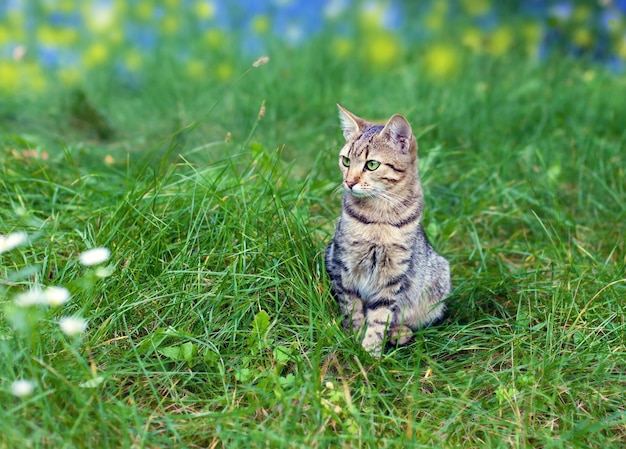 Kat zit in een groen gras