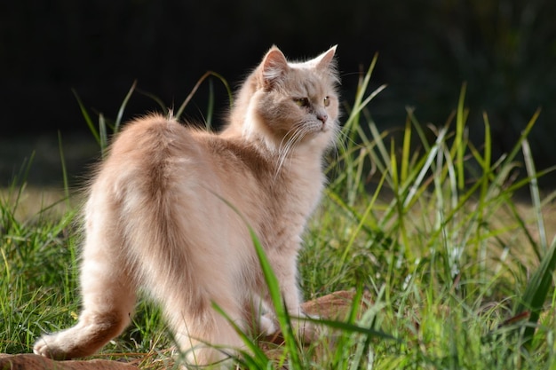 Kat zit in een veld.