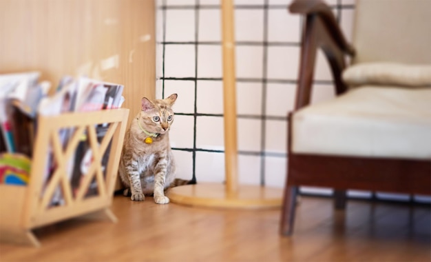 Kat zit in hoek van kamer