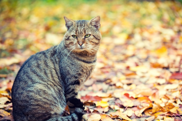 Kat zit op de bladeren in de herfst