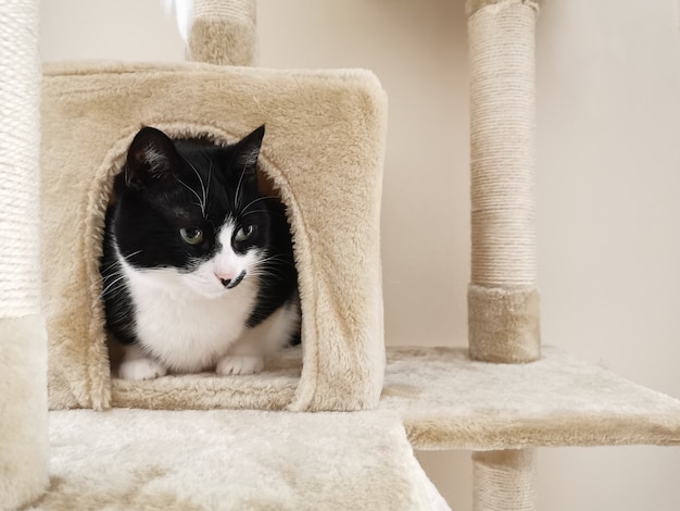 Kat zit op de kattentoren