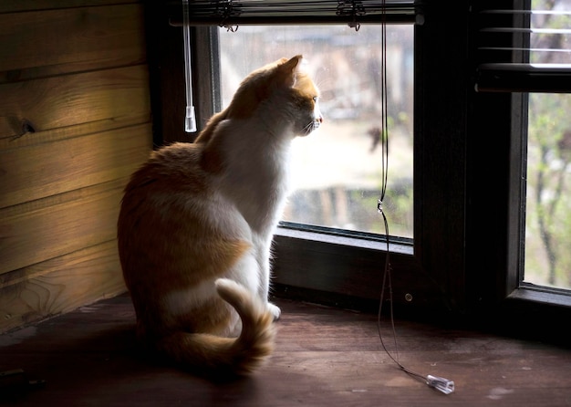 Kat zit op de vensterbank en kijkt uit het raam en wacht op een mens