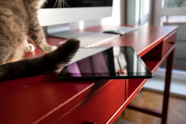 Kat zit op de werktafel naast de tablet die gevaarlijk op de rand ligt en kan vallen