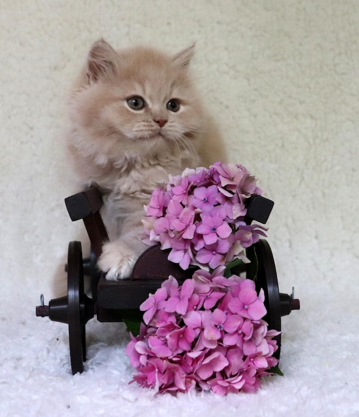 Foto kat zit op een roze bloem.