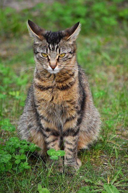 Foto kat zit op een veld