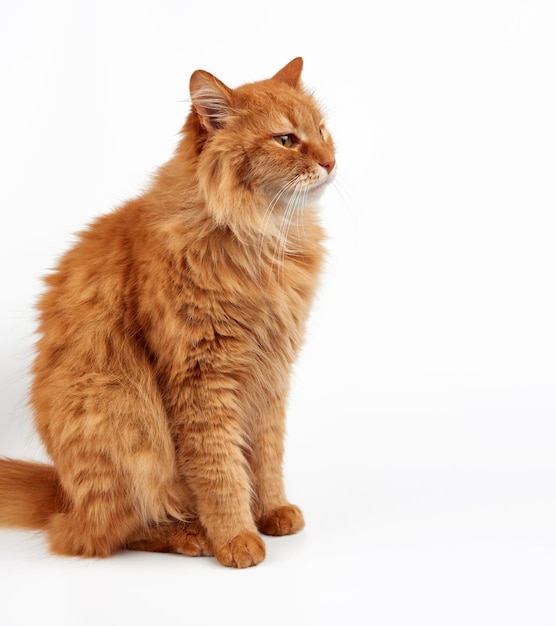 Kat zit op een witte achtergrond