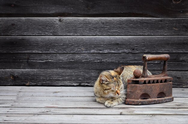 Foto kat zit op hout.