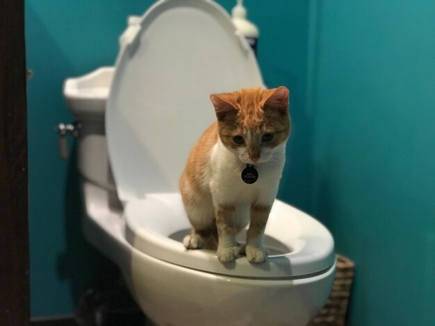 Kat zit op toiletbak in de badkamer