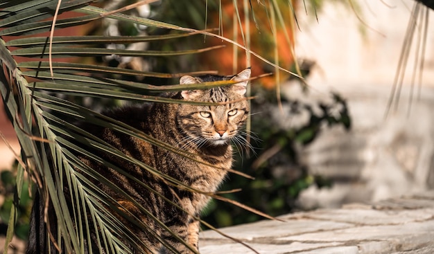 Kat Zittend Onder Palmtakken In De Zomertuin. Cyperse kat, bruin, zwart en wit katje, portret van de huiskat onder palmboom