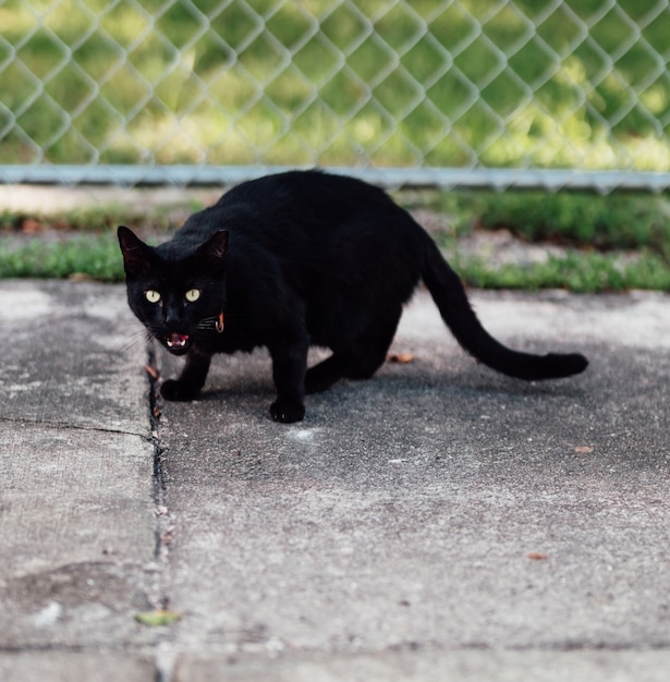 kat zwart halloween dier bang