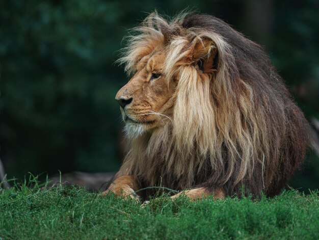 Katanga Lion