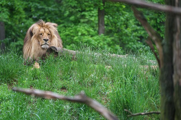 Katanga Lion