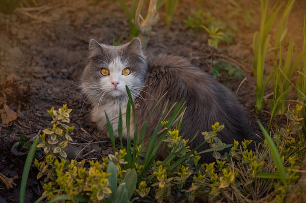 Katje in de tuin met bloemen op achtergrond Kat die in de tuin tegen een achtergrond van rozen in bloementuin ligt Vrij gelukkige kat in zonnig bloemengebied
