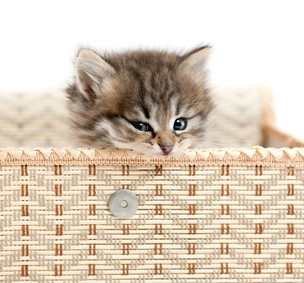 Katje in een geschenkdoos. Het is geïsoleerd op een witte achtergrond