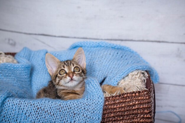 katje in een mand. gestreepte schattige kat gewikkeld in een blauwe sjaal