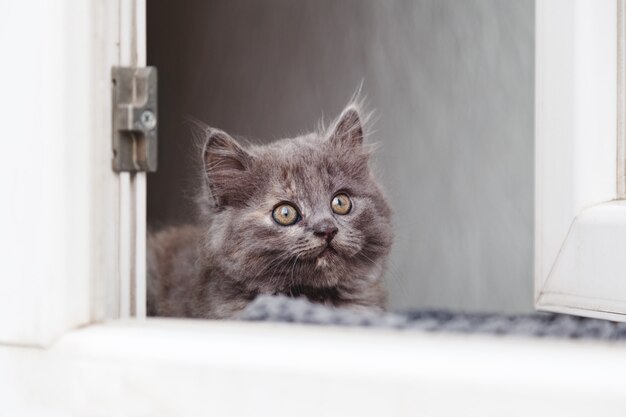 Katje in venster. Kleine speelse pluizige grijze kitten op de vensterbank in het huis kijkt door het raam. Huiskat ligt eenzaam in het interieur van het huis. Katten portret.