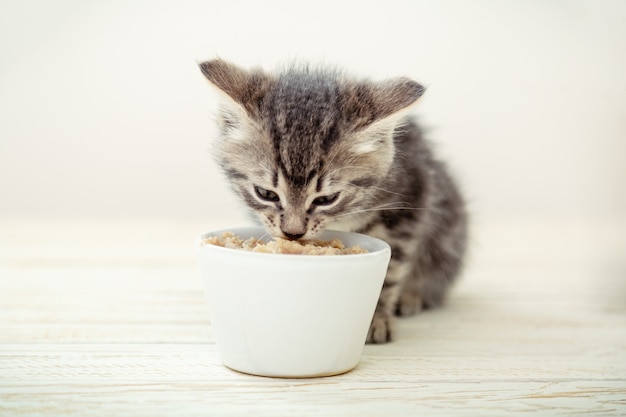 Katjes aan het eten. Gestreepte grijze kitten eet kattenvoer uit witte kom met kattenvoer op houten vloer.