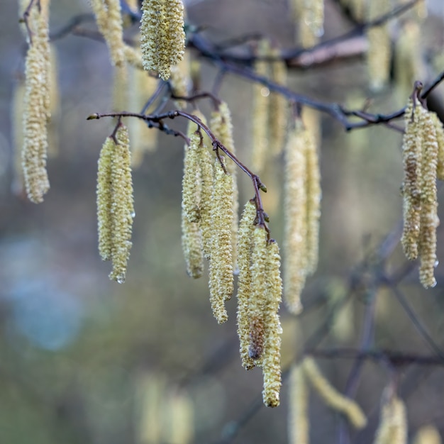 Katjes op hazelnoot (Corylus avellana)