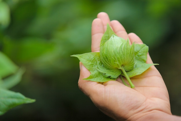 katoen fruit bij de hand