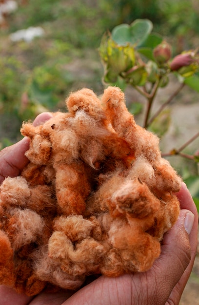 Katoen natuurlijk gekleurd biologisch en agro-ecologisch geproduceerd in campina grande paraiba brazilië