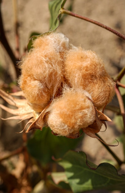 Katoen natuurlijk gekleurd biologisch en agro-ecologisch geproduceerd in Campina Grande Paraiba Brazilië