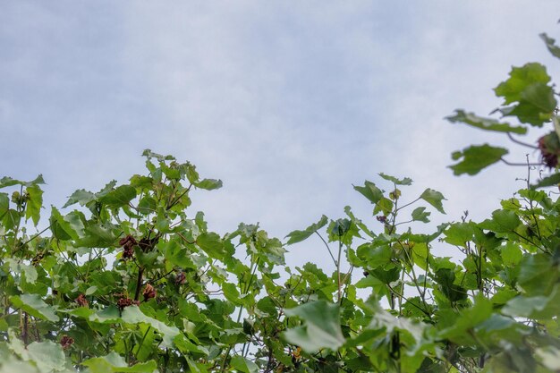 katoen op de groene plant