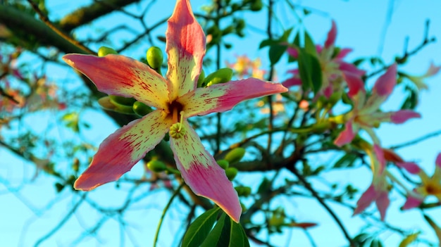 Katoenboom bloem Ceiba speciosa close-up. Schitterende roze gele bloem zoals lelie tegen blauwe hemel