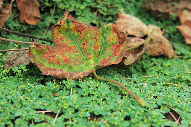 katoenen blad