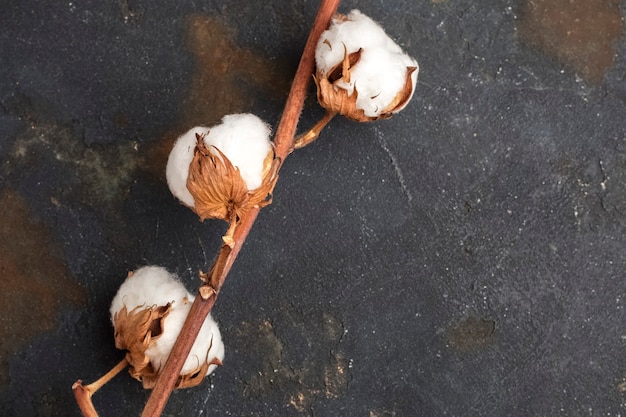 Katoenen bloemen op een gekleurde achtergrond. detailopname. kopieer ruimte