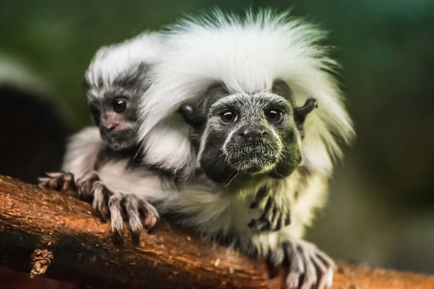 Katoenen tamarin (Saguinus oedipus) met baby