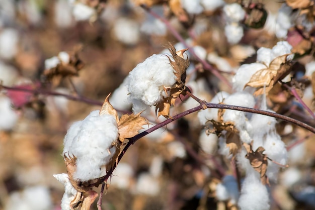 Katoenplant klaar om te oogsten