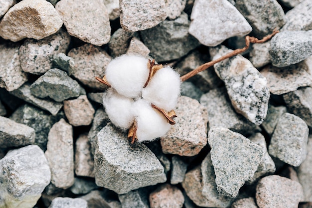 Katoenplant op een stenen ondergrond