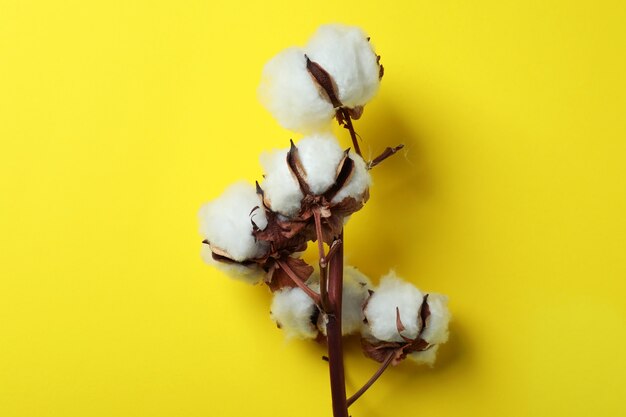 Katoenplant tak op geel oppervlak, close-up