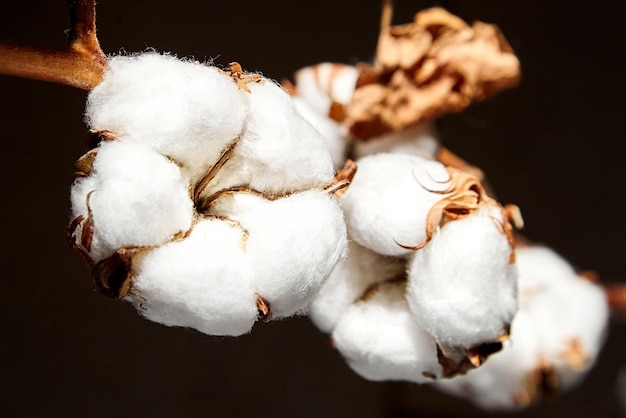 Katoenplant, tak van witte katoenen bloemen op donkere achtergrond