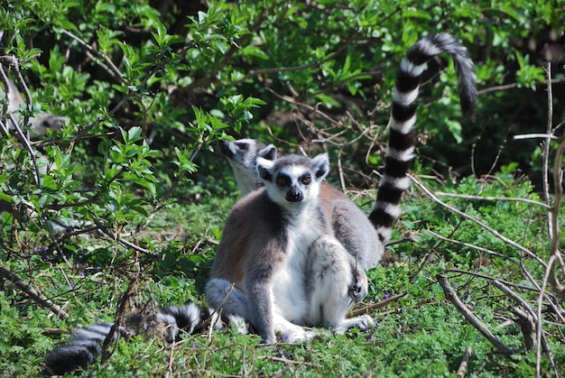 Katta lemure aus dem zoo schaut in die kamera