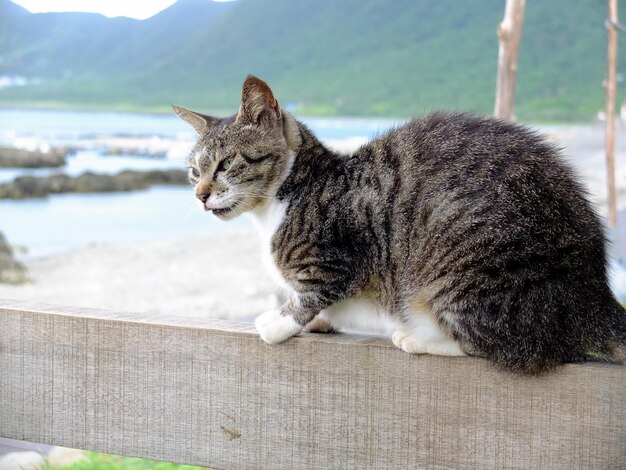 Foto katten en de zee op orchidee-eiland