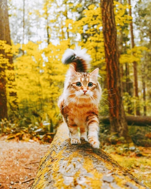 Katten in het bos in de herfst