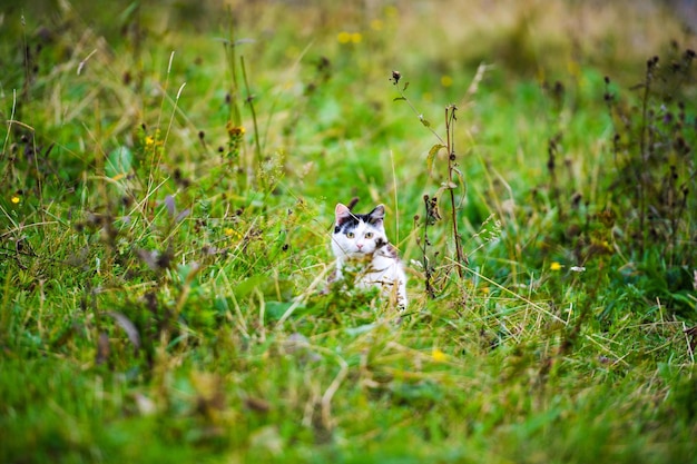 Foto katten jagen door het gras.