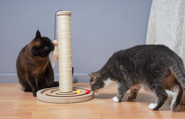 Katten onderzoeken nieuwe krabpaal