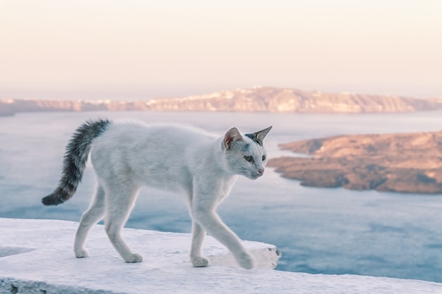 Katten op straat in Santorini, Griekenland.