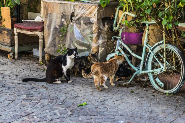 Foto katten op straat.