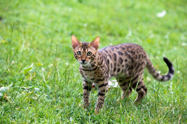 Kattendier in het gras