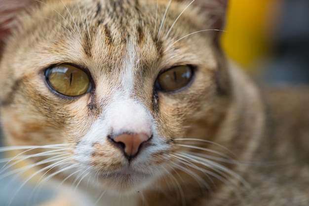 Kattengezicht en kijk naar de camera.