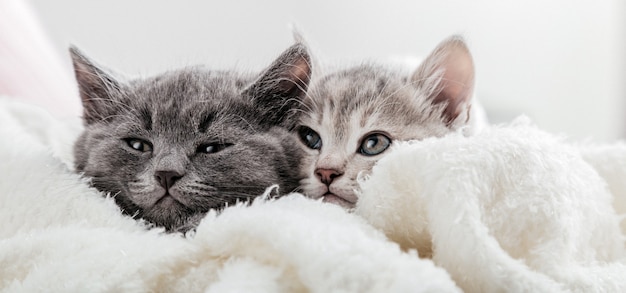 Kattengezichten gluren onder de deken vandaan. Leuke grappige katjes. Paar familie van katten portret op witte ondergrond. Katten kijken kant. Lange webbanner met kopieerruimte.