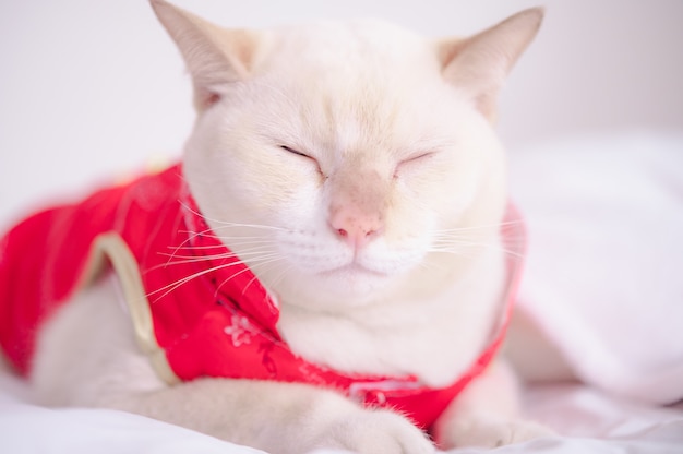 Kattenkleed chinees rood pak